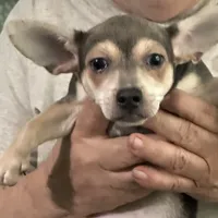 Baby Blue, a female Chihuahua for sale in Barnwell, SC – Photo 1 of 3