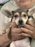 Baby Blue, a female Chihuahua for sale in Barnwell, SC – Photo 1 of 3