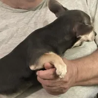 Baby Blue, a female Chihuahua for sale in Barnwell, SC – Photo 3 of 3