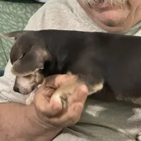 Baby Blue, a female Chihuahua for sale in Barnwell, SC – Photo 2 of 3