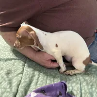Valentina, a female Miniature Dachshund for sale in Barnwell, SC – Photo 5 of 5