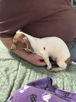 Valentina, a female Miniature Dachshund for sale in Barnwell, SC – Photo 5 of 5