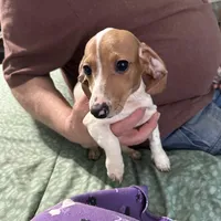 Valentina, a female Miniature Dachshund for sale in Barnwell, SC – Photo 2 of 5
