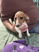 Valentina, a female Miniature Dachshund for sale in Barnwell, SC – Photo 2 of 5