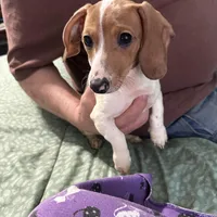 Valentina, a female Miniature Dachshund for sale in Barnwell, SC – Photo 1 of 5