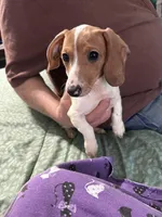 Valentina, a female Miniature Dachshund for sale in Barnwell, SC – Photo 1 of 5