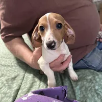 Valentina, a female Miniature Dachshund for sale in Barnwell, SC – Photo 3 of 5