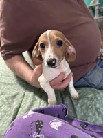 Valentina, a female Miniature Dachshund for sale in Barnwell, SC – Photo 3 of 5