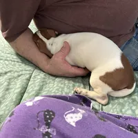 Valentina, a female Miniature Dachshund for sale in Barnwell, SC – Photo 4 of 5