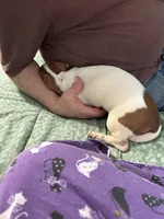 Valentina, a female Miniature Dachshund for sale in Barnwell, SC – Photo 4 of 5