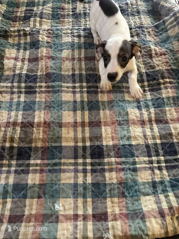 Kinky, a male Miniature Dachshund for sale in Barnwell, SC – 1 of 4