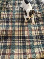 Kinky, a male Miniature Dachshund for sale in Barnwell, SC – 1 of 4