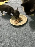 Peanut, a female Chihuahua for sale in Barnwell, SC – 2 of 2
