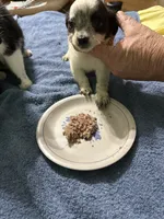Jose, a male Chihuahua for sale in Barnwell, SC – 2 of 4