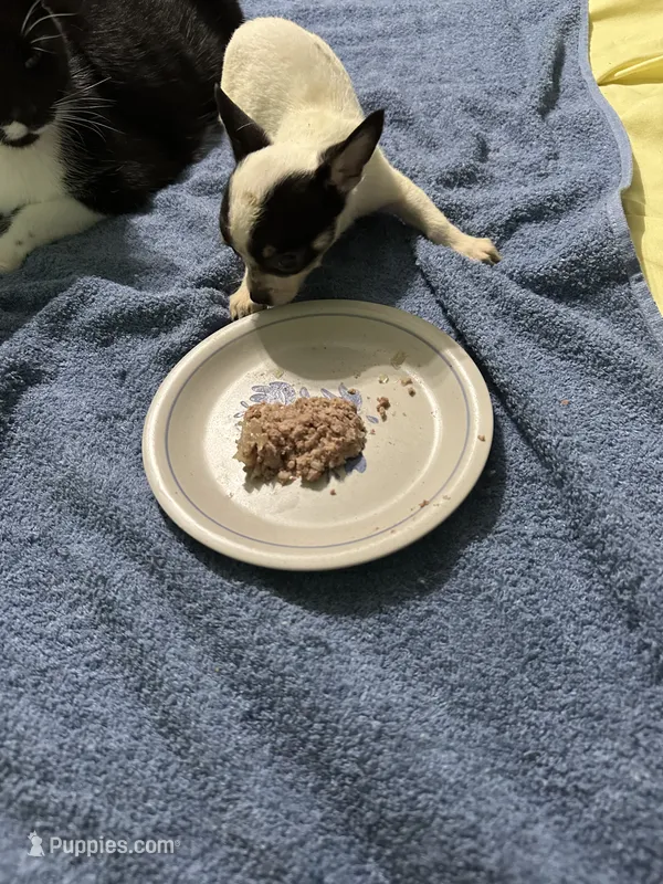 Star – Chihuahua puppy for sale in Barnwell, SC