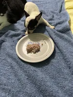 Star, a female Chihuahua for sale in Barnwell, SC – 1 of 4