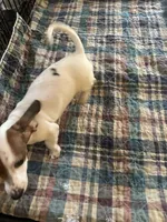 Denny, a male Miniature Dachshund for sale in Barnwell, SC – 2 of 5