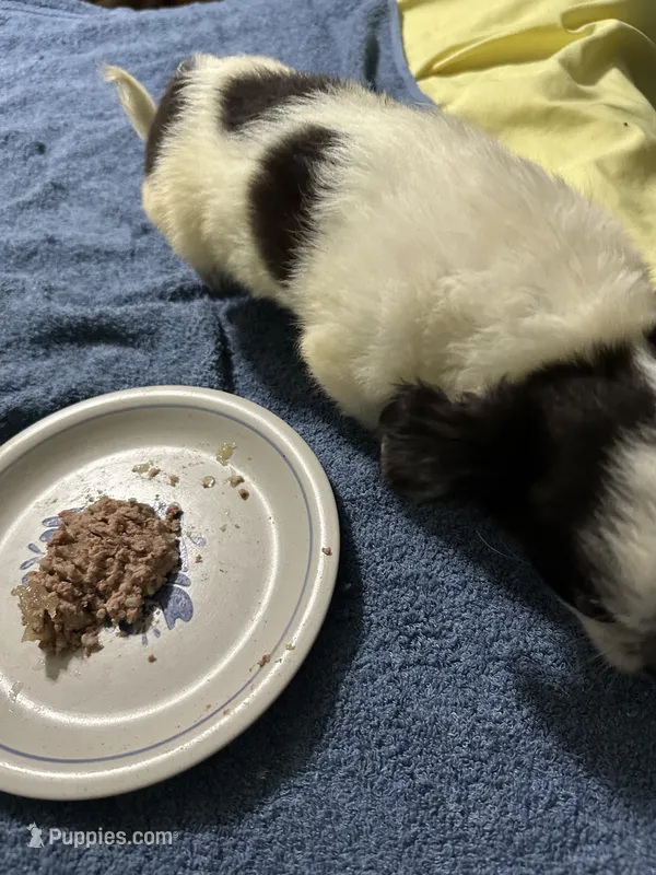 Jose – Chihuahua puppy for sale in Barnwell, SC