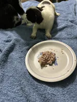 Jose, a male Chihuahua for sale in Barnwell, SC – 3 of 4