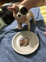 Star, a female Chihuahua for sale in Barnwell, SC – 2 of 4