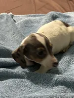 Annie, a female Miniature Dachshund for sale in Barnwell, SC – Photo 3 of 5