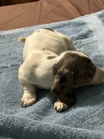 Annie, a female Miniature Dachshund for sale in Barnwell, SC – Photo 2 of 5