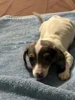 Annie, a female Miniature Dachshund for sale in Barnwell, SC – Photo 1 of 5