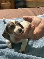 Annie, a female Miniature Dachshund for sale in Barnwell, SC – Photo 5 of 5