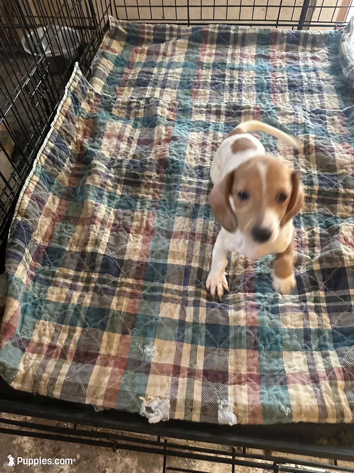 Annie, a female Miniature Dachshund for sale in Barnwell, SC – 1 of 5