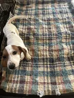 Denny, a male Miniature Dachshund for sale in Barnwell, SC – 4 of 5
