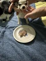Pedro, a male Chihuahua for sale in Barnwell, SC – 2 of 4