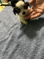 Candy, a female Chihuahua for sale in Barnwell, SC – 5 of 5