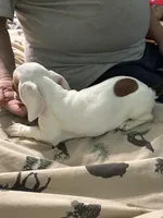 Miss Piggy, a female Miniature Dachshund for sale in Barnwell, SC – Photo 1 of 5