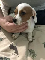 Miss Piggy, a female Miniature Dachshund for sale in Barnwell, SC – Photo 3 of 5