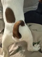 Miss Piggy, a female Miniature Dachshund for sale in Barnwell, SC – Photo 4 of 5