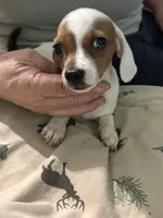 Miss Piggy, a female Miniature Dachshund for sale in Barnwell, SC – Photo 5 of 5