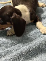 Danny, a male Miniature Dachshund for sale in Barnwell, SC – Photo 4 of 5