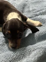 Danny, a male Miniature Dachshund for sale in Barnwell, SC – Photo 3 of 5