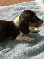 Danny, a male Miniature Dachshund for sale in Barnwell, SC – Photo 2 of 5