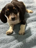 Danny, a male Miniature Dachshund for sale in Barnwell, SC – Photo 5 of 5