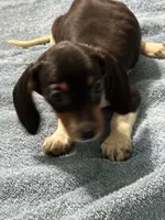 Danny, a male Miniature Dachshund for sale in Barnwell, SC – Photo 1 of 5