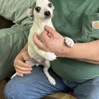 Blue Boy, a male Chihuahua for sale in Barnwell, SC – Photo 3 of 3