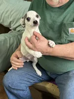 Blue Boy, a male Chihuahua for sale in Barnwell, SC – Photo 3 of 3