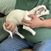 Blue Boy, a male Chihuahua for sale in Barnwell, SC – Photo 1 of 3