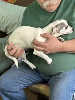 Blue Boy, a male Chihuahua for sale in Barnwell, SC – Photo 1 of 3