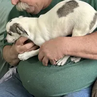 Blue Boy, a male Chihuahua for sale in Barnwell, SC – Photo 2 of 3