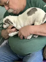 Blue Boy, a male Chihuahua for sale in Barnwell, SC – Photo 2 of 3