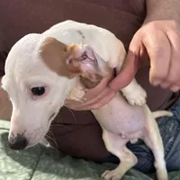 Eight ball, a male Miniature Dachshund for sale in Barnwell, SC – Photo 1 of 6