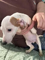 Eight ball, a male Miniature Dachshund for sale in Barnwell, SC – Photo 1 of 6