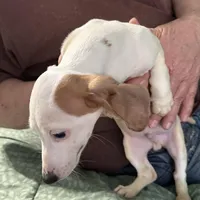 Eight ball, a male Miniature Dachshund for sale in Barnwell, SC – Photo 3 of 6